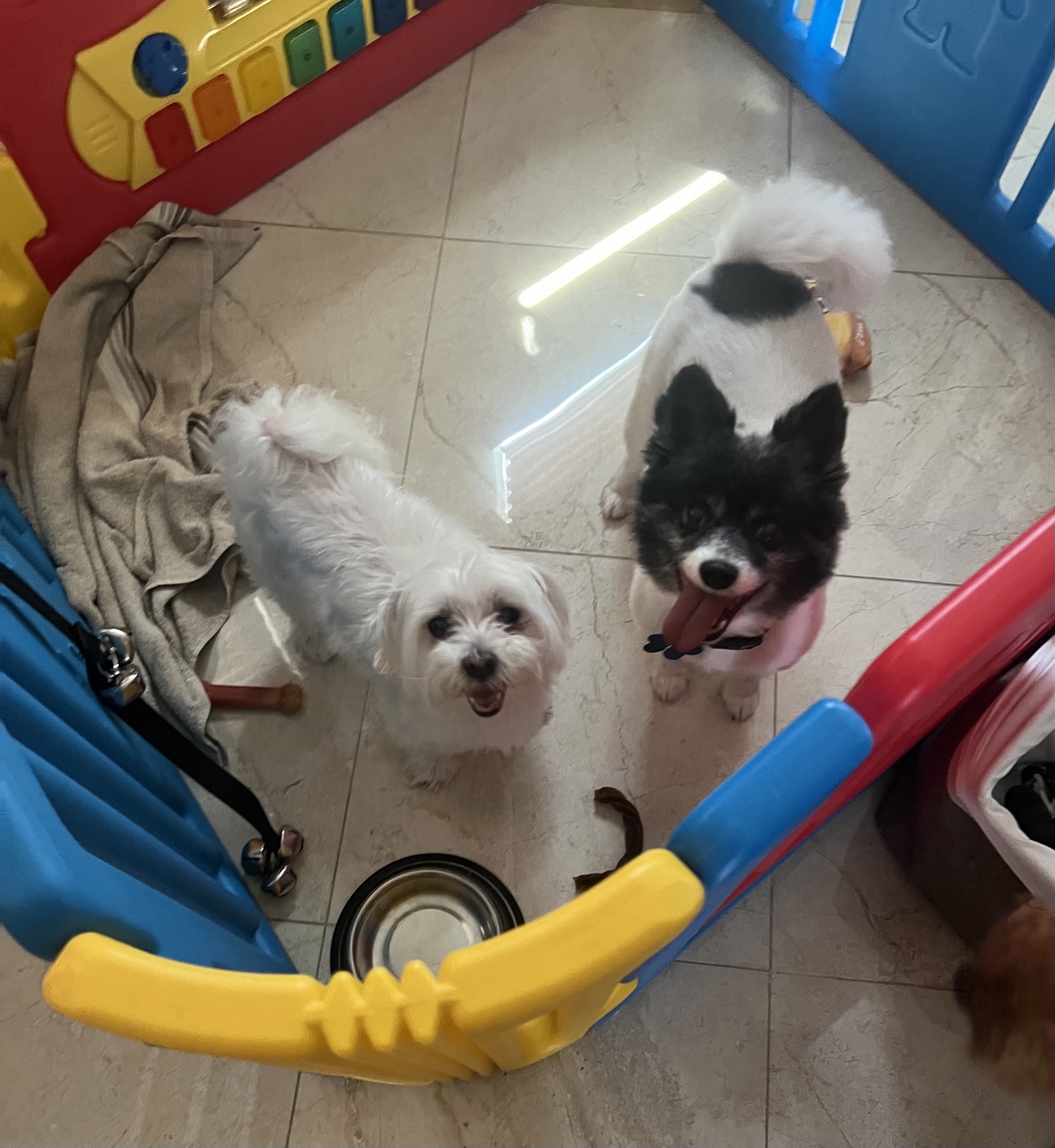 Two happy small dogs