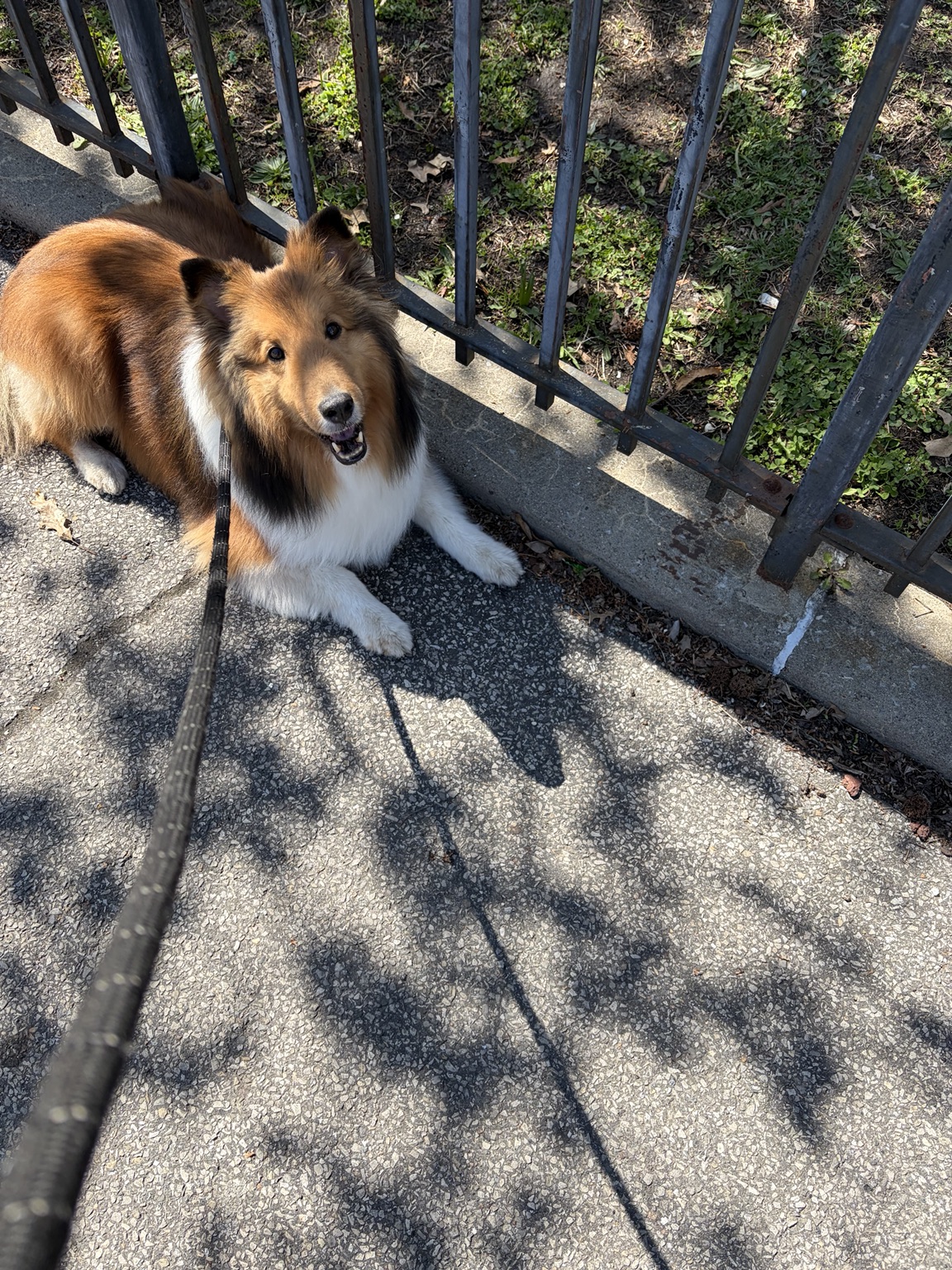 Dog on a walk outdoors